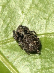 Pseudeuophrys erratica