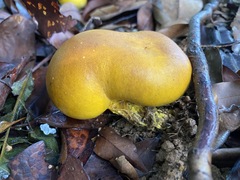 Scleroderma sinnamariense
