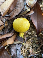 Scleroderma sinnamariense