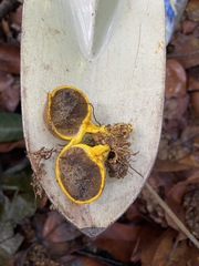 Scleroderma sinnamariense