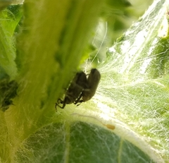 Epimeces