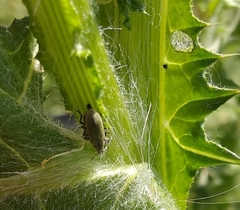 Epimeces