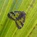 Passionvine Hopper - Photo (c) Steve Kerr, some rights reserved (CC BY), uploaded by Steve Kerr