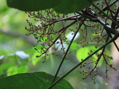 Macaranga bancana