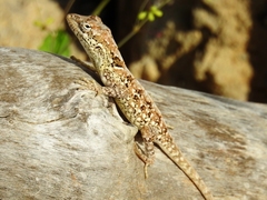 Anolis onca