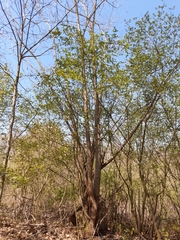 Robinia pseudoacacia