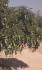 Piliostigma thonningii