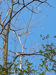 Robinia pseudoacacia