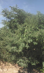 Piliostigma thonningii