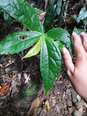 Elatostema edule