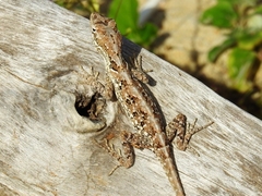 Anolis onca