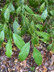 Xanthophyllum eurhynchum