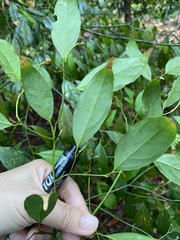 Xanthophyllum eurhynchum
