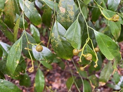 Xanthophyllum eurhynchum
