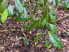Xanthophyllum eurhynchum