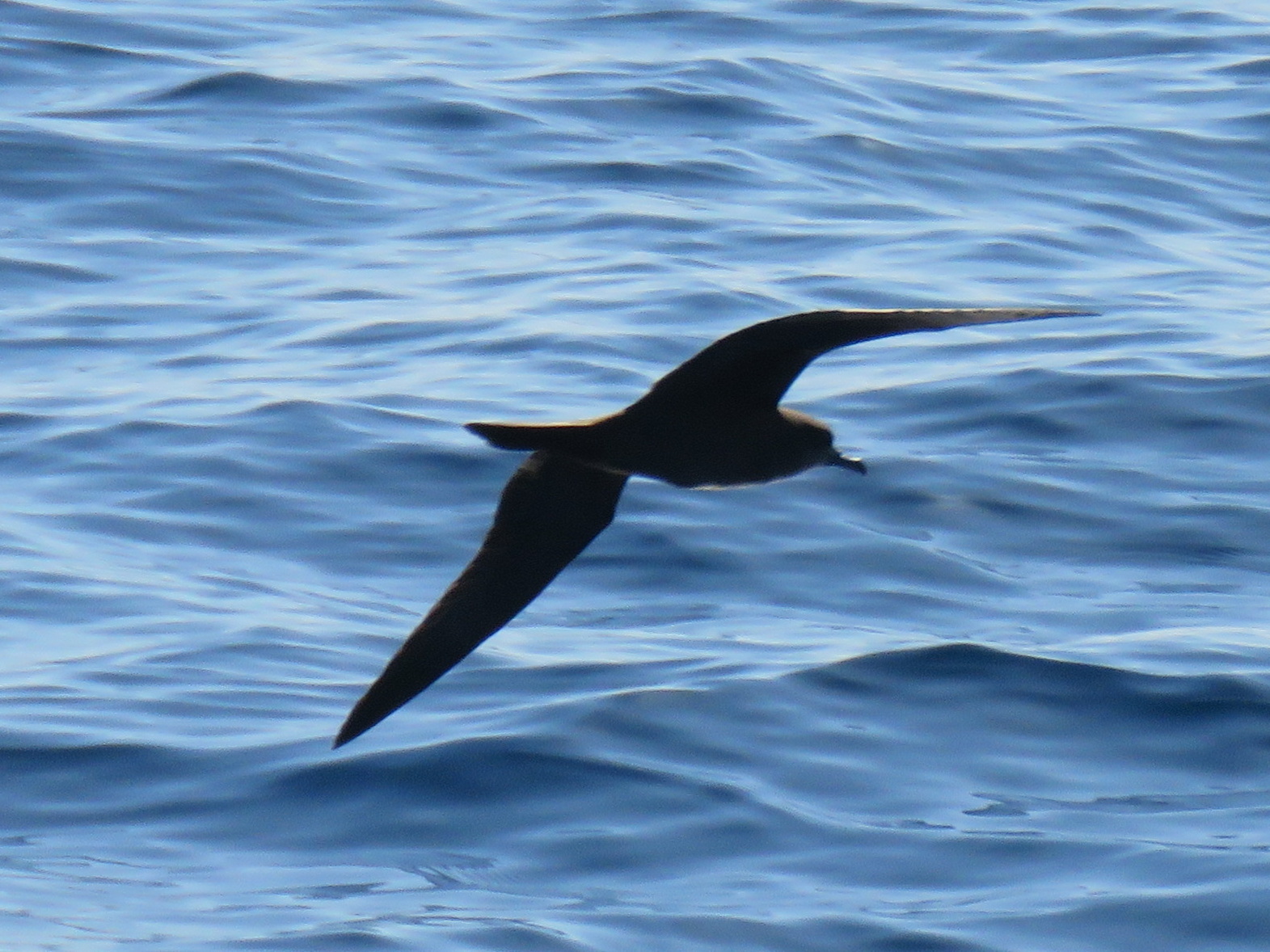Wedge-tailed Shearwater