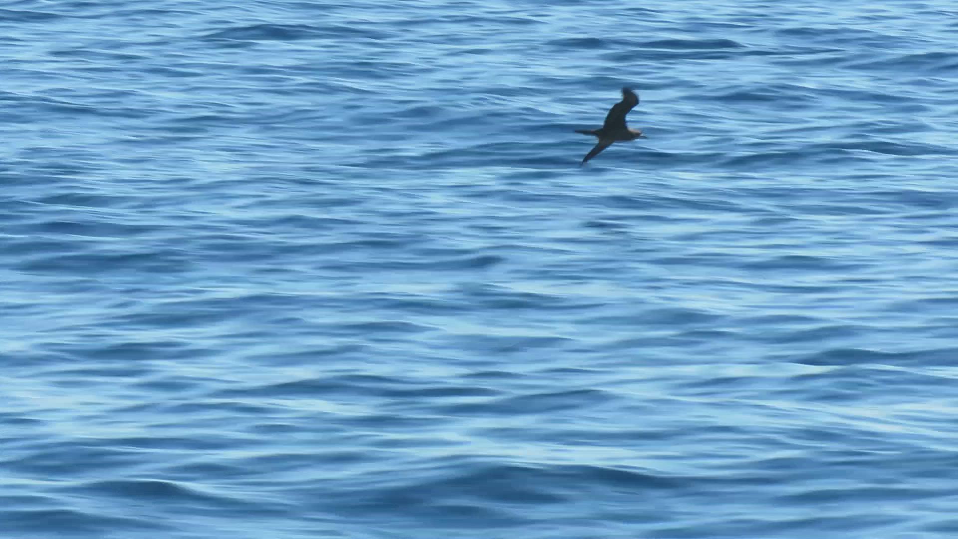 Wedge-tailed Shearwater