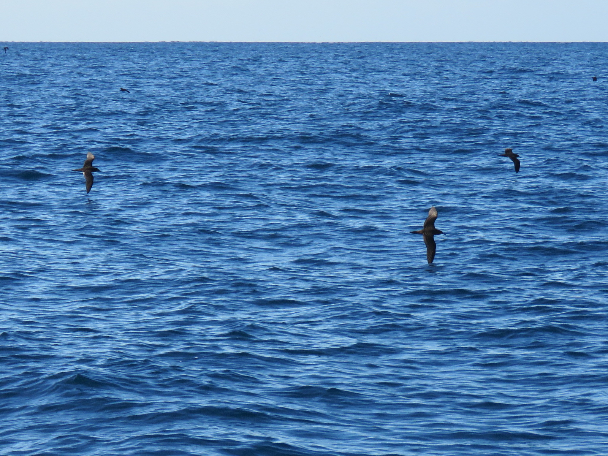 Wedge-tailed Shearwater