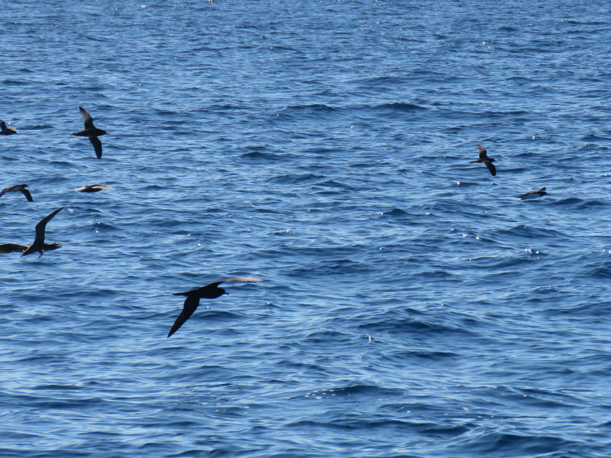 Wedge-tailed Shearwater
