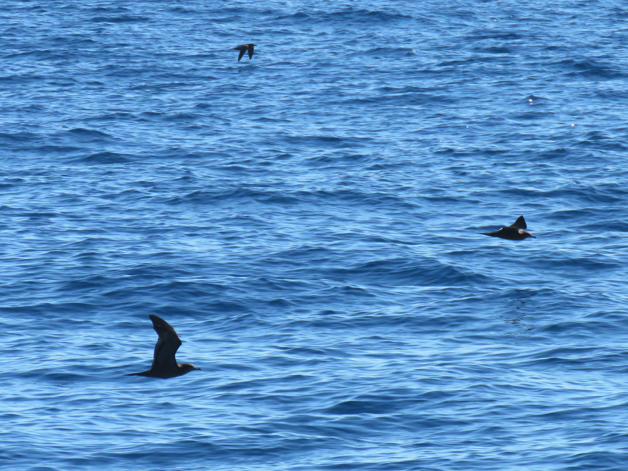 Wedge-tailed Shearwater