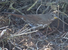 Passerella iliaca schistacea