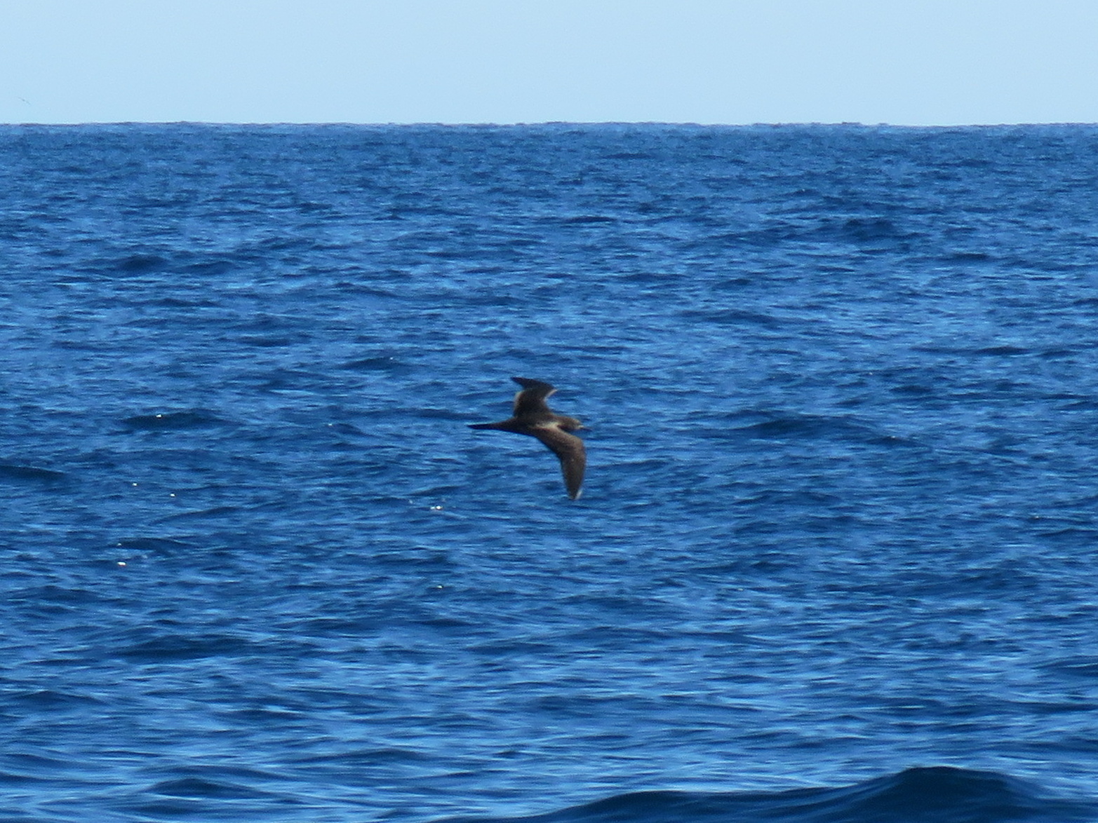 Wedge-tailed Shearwater