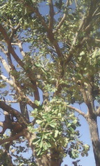 Vitex doniana