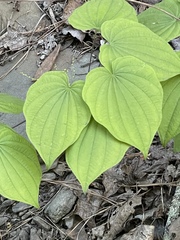 Dioscorea villosa