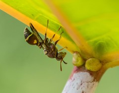 Ropalidia cyathiformis