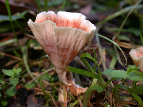 Wine Glass Fungus