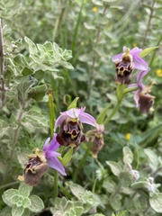 Ophrys calypsus
