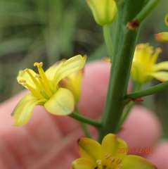 Eriospermum mackenii