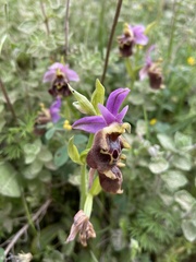 Ophrys calypsus