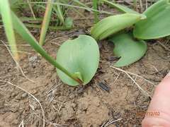 Eriospermum mackenii
