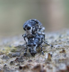 Tropideres albirostris