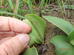 Eriospermum mackenii