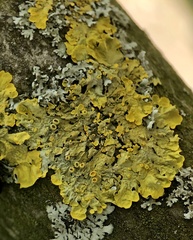 Xanthoria parietina