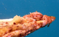 Stylocheilus longicauda