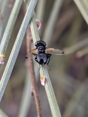 Ulidia apicalis