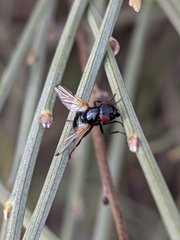 Ulidia apicalis