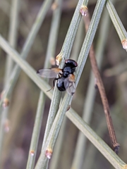 Ulidia apicalis