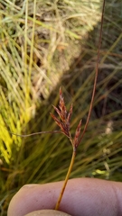 Ficinia fascicularis