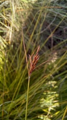 Ficinia fascicularis