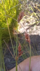 Ficinia fascicularis