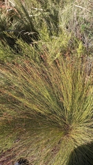 Ficinia fascicularis