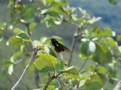 Mysarbia sejanus
