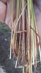 Ficinia fascicularis