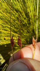 Ficinia fascicularis