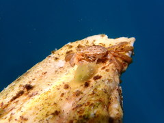 Stylocheilus longicauda