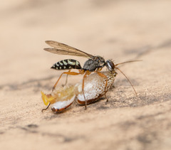 Machaerothrix salticidus